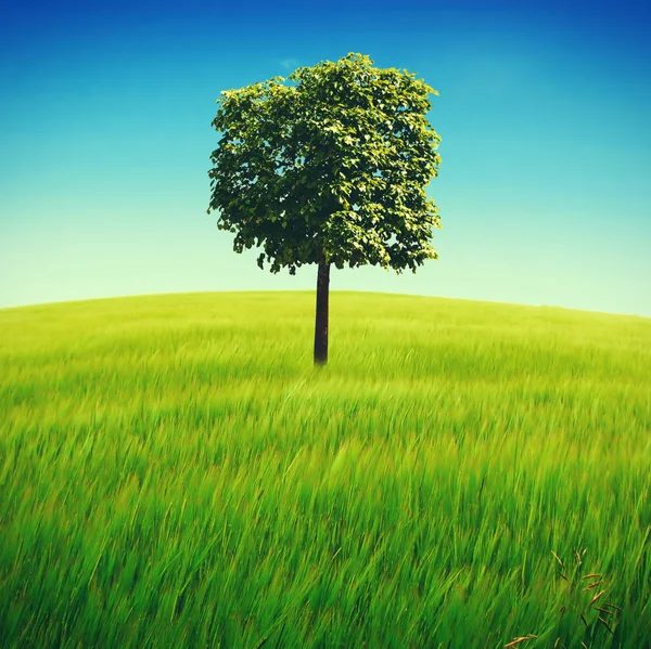 Träd på fältet — Stockfoto