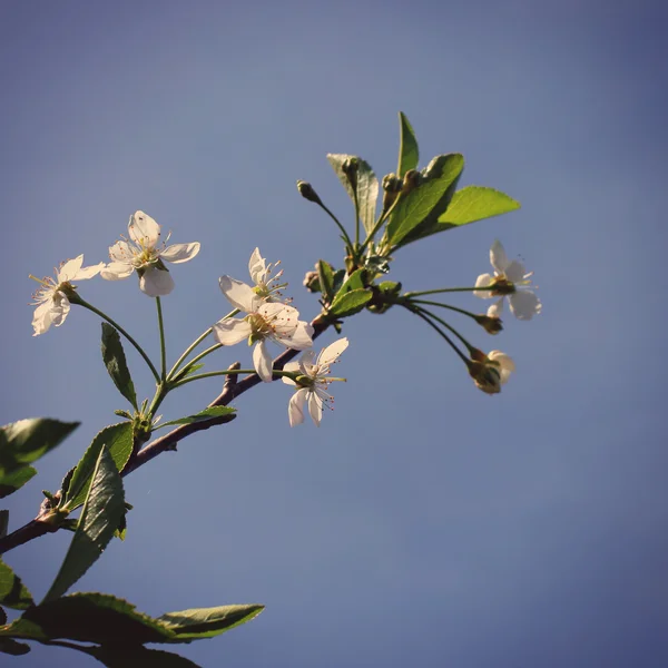 Apfelbaumblüten — Stockfoto