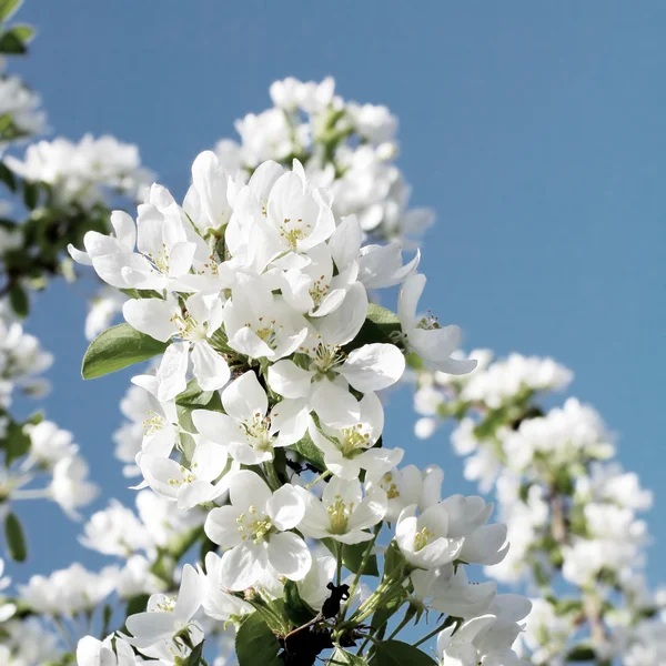 Flores de macieira — Fotografia de Stock