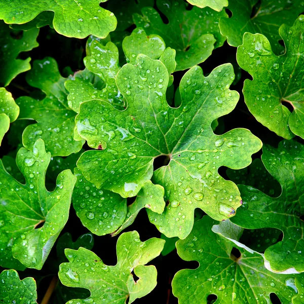 Hojas verdes con gotas de agua —  Fotos de Stock
