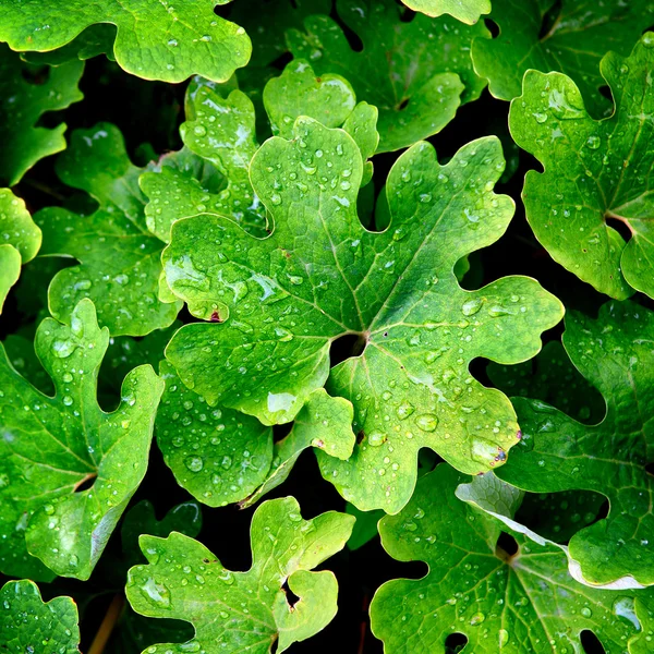 Folhas verdes com gotas de água — Fotografia de Stock