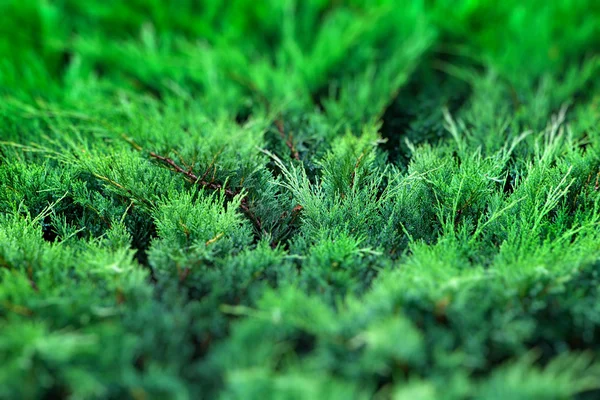 Grönska bakgrund — Stockfoto