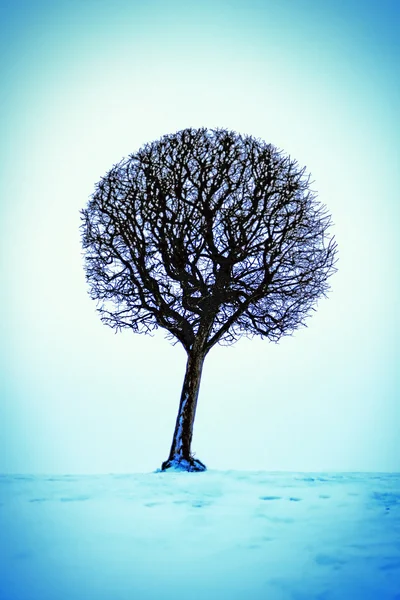 雪の上のツリー — ストック写真