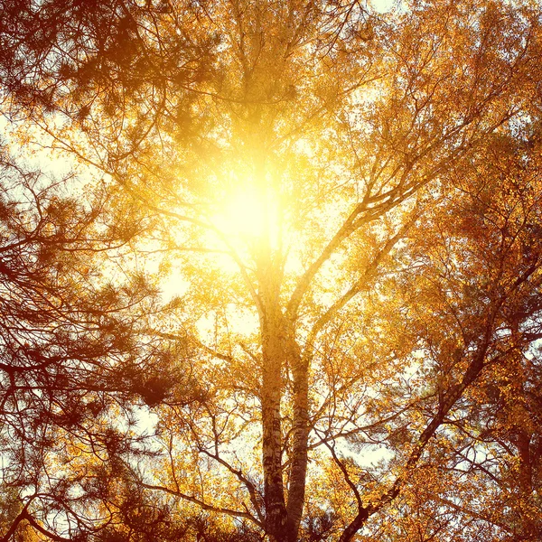 Árvore outono — Fotografia de Stock