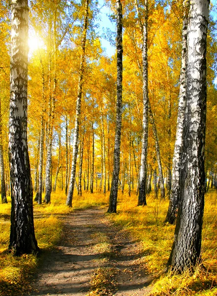 Bosque de otoño —  Fotos de Stock