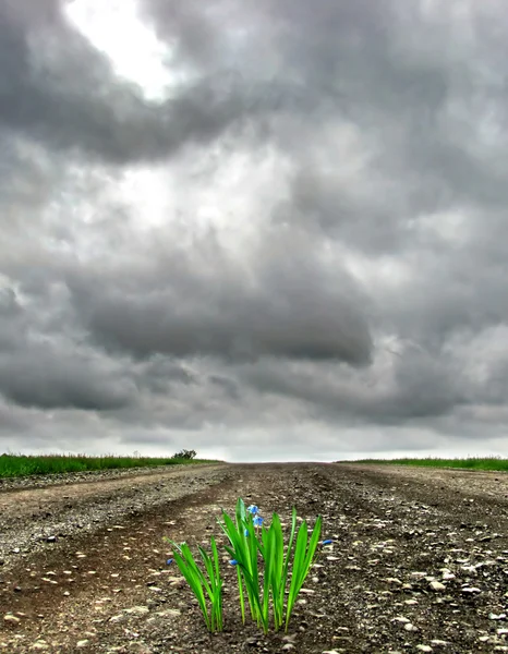 Grass on the Road — Stock Photo, Image
