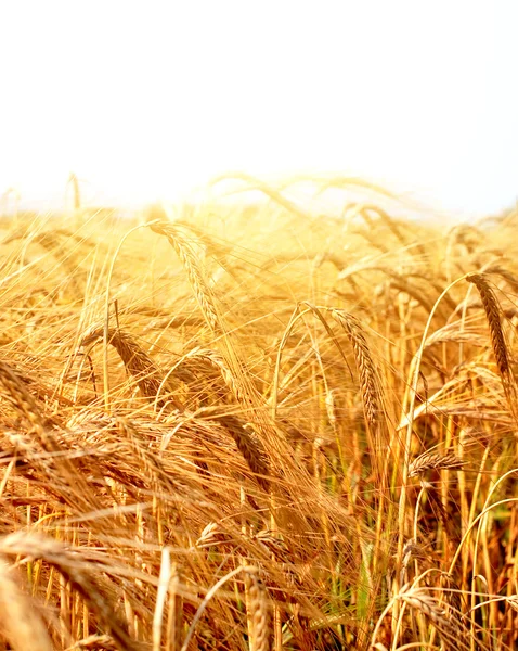 Buğday tarlası — Stok fotoğraf