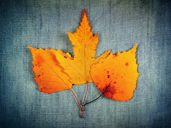 Folhas de outono em denim — Fotografia de Stock