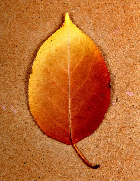Folha de outono — Fotografia de Stock