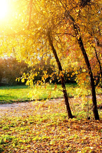 Höstpark — Stockfoto