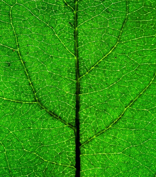 Folha verde close-up — Fotografia de Stock