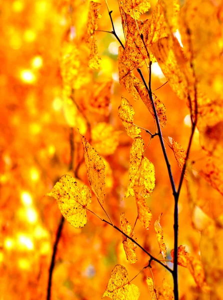 Autumn Foliage Detail — Stock Photo, Image