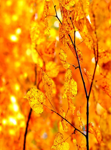 Dettaglio fogliame autunnale — Foto Stock