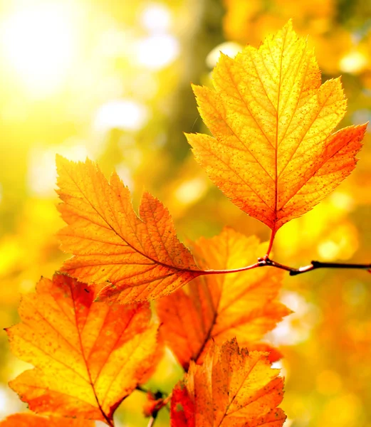 Detalle de follaje de otoño — Foto de Stock