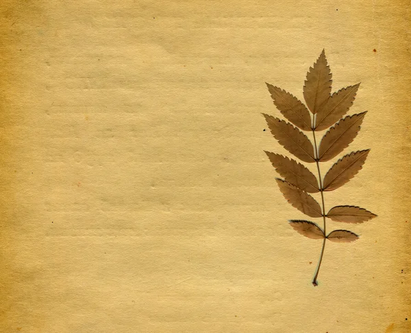 Papier avec feuille automnale — Photo