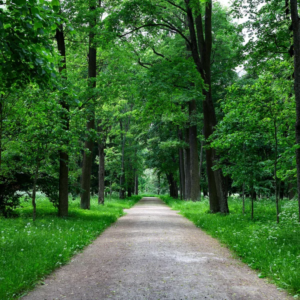 Percorso nel parco estivo — Foto Stock