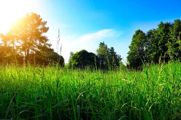 Zomer natuur landschap — Stockfoto