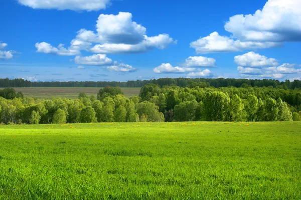 Verão natureza paisagem — Fotografia de Stock