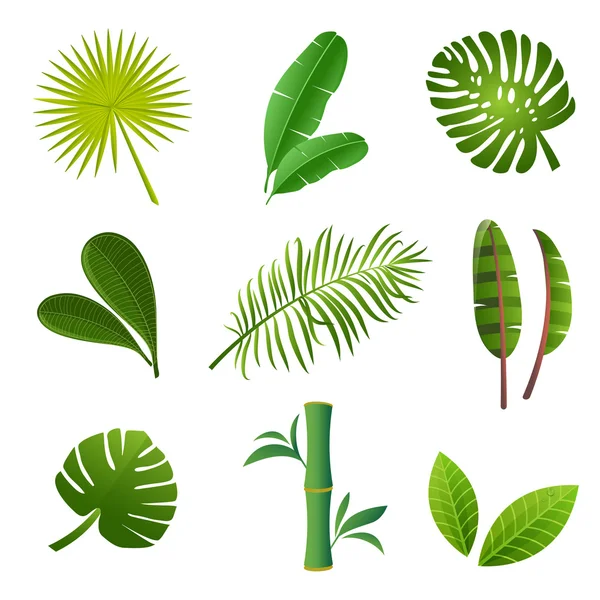 Zelené tropické listy sady. Tropické rostliny sada. — Stockový vektor