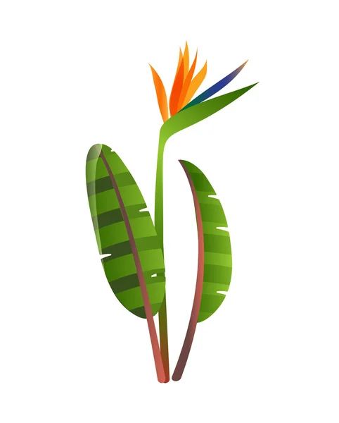 Las aves del paraíso florecen sobre fondo blanco. Flor Strelitzia . — Vector de stock