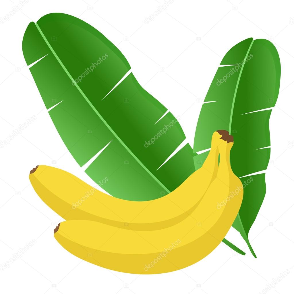 Vector banano Hojas de pl tano fruta con la palma de Vector banano Hojas de pl tano fruta con la palma de