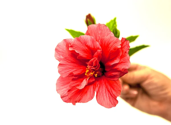 Flor grande vermelha de um hibiskus em um fundo branco com uma mão feminina . — Fotografia de Stock