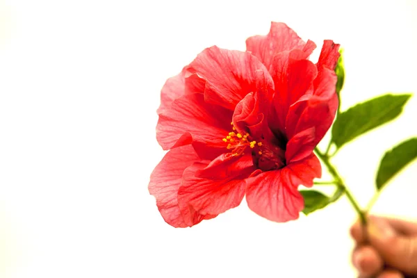 Flor roja grande de un hibisco sobre un fondo blanco con una mano femenina . — Foto de Stock