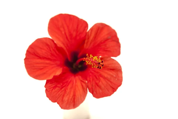 Hibiskus beyaz zemin üzerine kırmızı büyük çiçek. — Stok fotoğraf