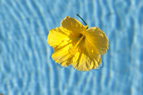 Gran flor amarilla Hibiscus primer plano en el agua azul . — Foto de Stock