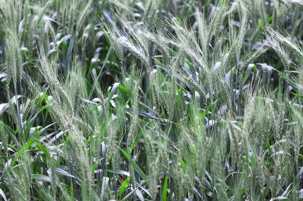 Campo de espigas de trigo verde joven después de la lluvia —  Fotos de Stock