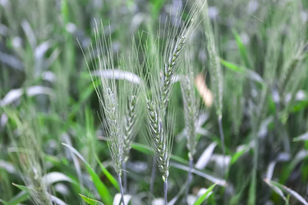 Campo de espigas de trigo verde joven después de la lluvia —  Fotos de Stock