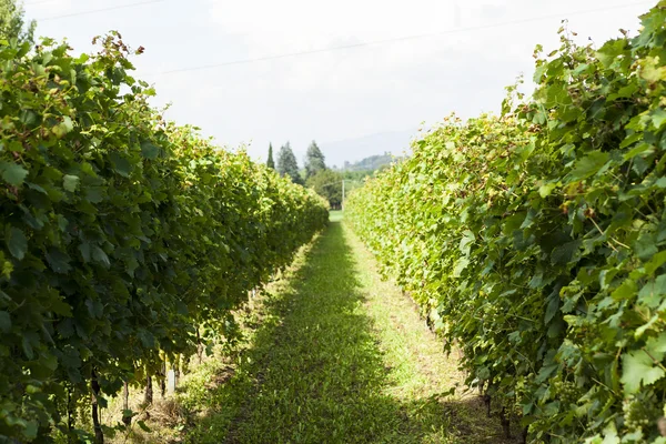 Vineyards sunny day with white ripe clusters of grapes. Italy Lake Garda. — Stock Photo, Image