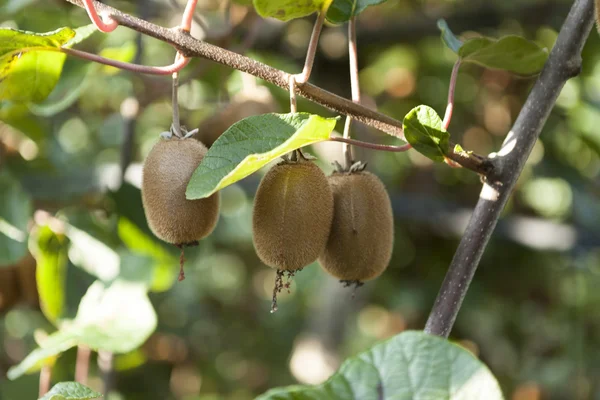 Arbustos com kiwi maduro grandes frutos. Itália agroturismo — Fotografia de Stock