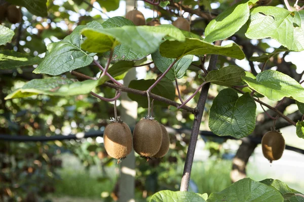 Keře s velkými plody zralé kiwi. Itálie Agroturistika — Stock fotografie