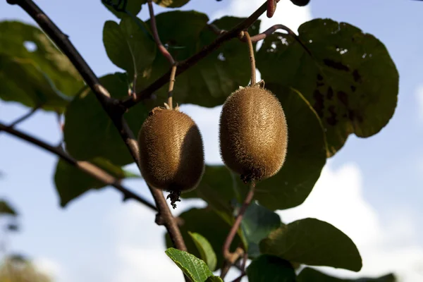 Arbustos com kiwi maduro grandes frutos. Itália agroturismo — Fotografia de Stock