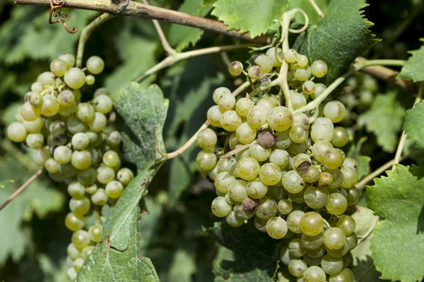 Primer plano de un racimo de uvas blancas. Viñedos día soleado con racimos blancos maduros de uvas. Italia Lago de Garda . — Foto de Stock