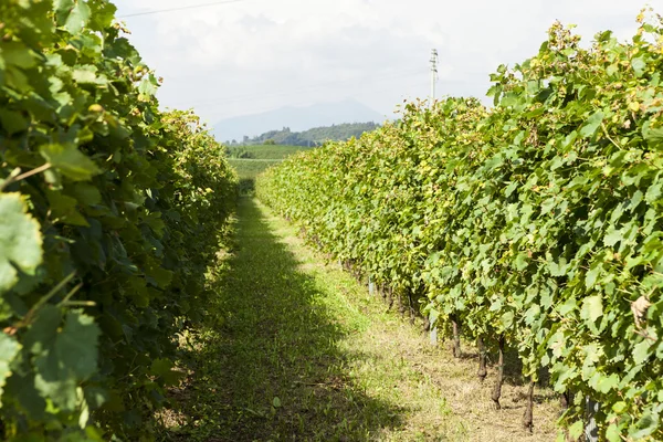 Viñedos día soleado con racimos blancos maduros de uvas. Italia Lago de Garda . — Foto de Stock