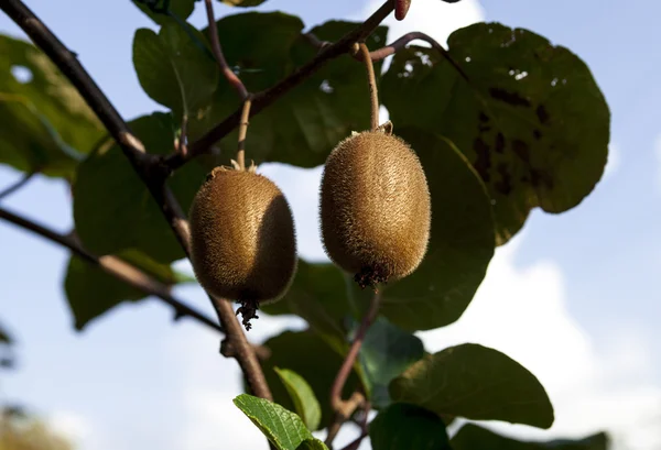 Close-up de kiwi maduro nos arbustos. Itália agroturismo — Fotografia de Stock