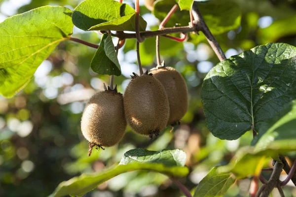 Close-up de kiwi maduro nos arbustos. Itália agroturismo — Fotografia de Stock