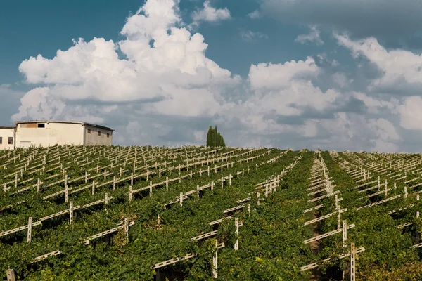 Vigneti giornata di sole con grappoli bianchi maturi di uva. Italia Lago di Garda . — Foto Stock