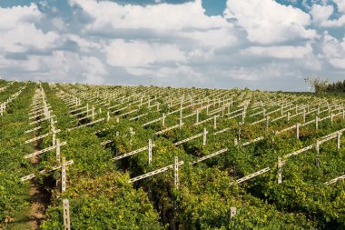 Üzüm bağları güneşli gün üzüm beyaz olgun kümeleri ile. İtalya Lake Garda.