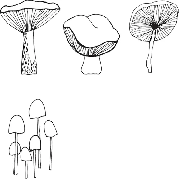 Set of forest mushrooms. — Stock Vector