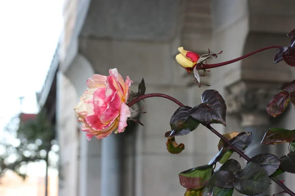 Rosa en el jardín —  Fotos de Stock