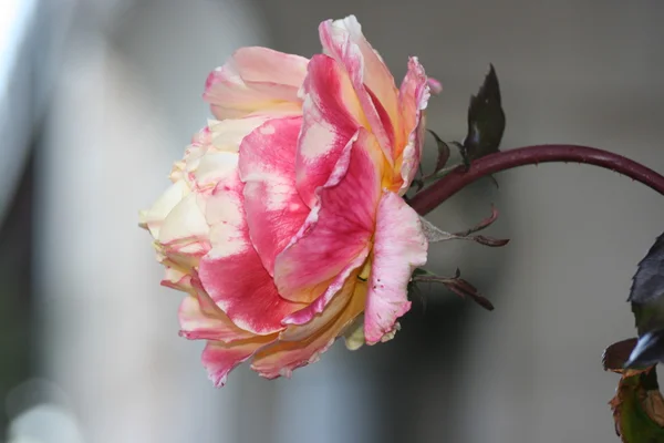 Роза в саду — стоковое фото