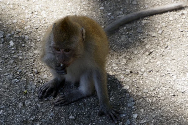 Een makaak monkey ook bekend als rhesusaap . — Stockfoto