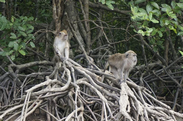 Um macaco Macaco também conhecido como Macaco Rhesus  . — Fotografia de Stock