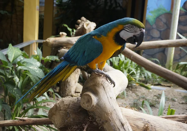 Beautiful parrot sitting on a branch — Stock Photo, Image