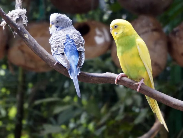 Bellissimi budgies seduti su un ramo . — Foto Stock