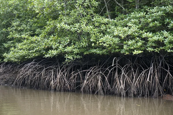 Mangrove Forests  in  Langkawi Malaysia. — Stock Photo, Image