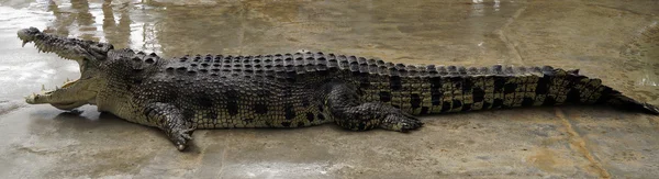 Um enorme crocodilo com a boca aberta pronto para morder a presa — Fotografia de Stock